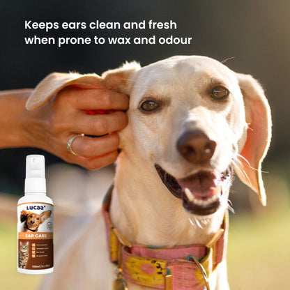 Dog beside LUCAA+ Probiotic Ear Care dog ear cleaner spray representing ear hygiene, ear cleaning and ongoing ear comfort