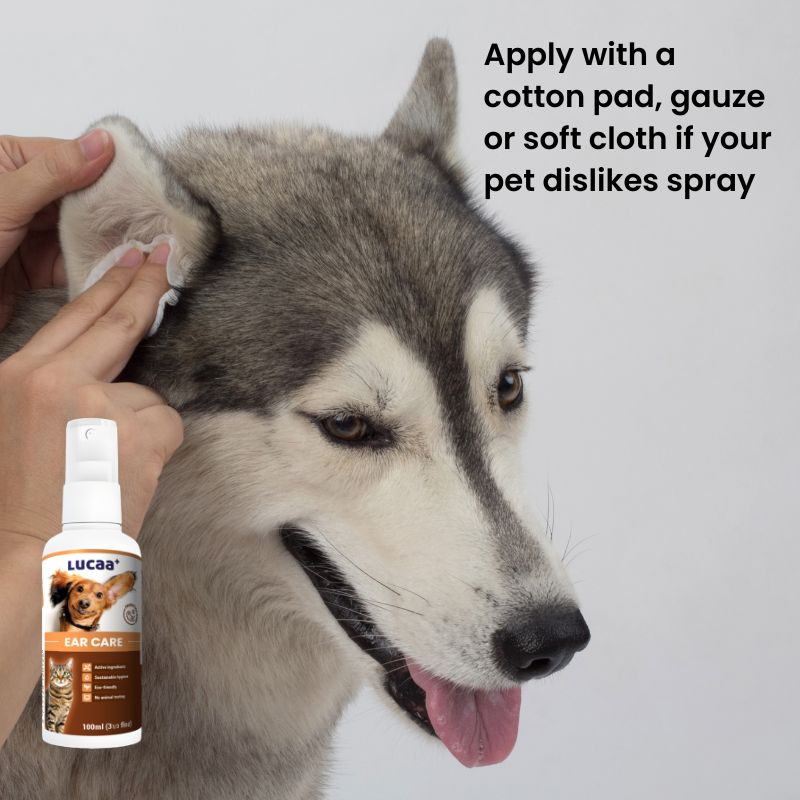 Cleaning a dog's ear using a cotton pad beside LUCAA+ Probiotic Ear Care dog ear cleaner spray for ear hygiene