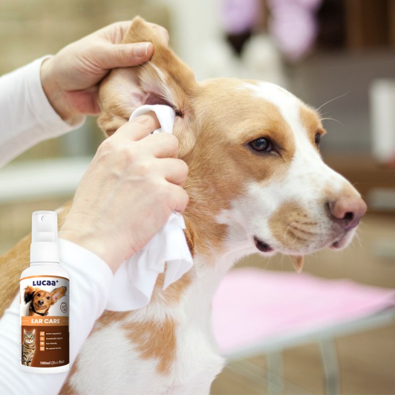 Dog receiving LUCAA+ Probiotic Ear Care spray during a gentle ear cleaning and ear hygiene routine