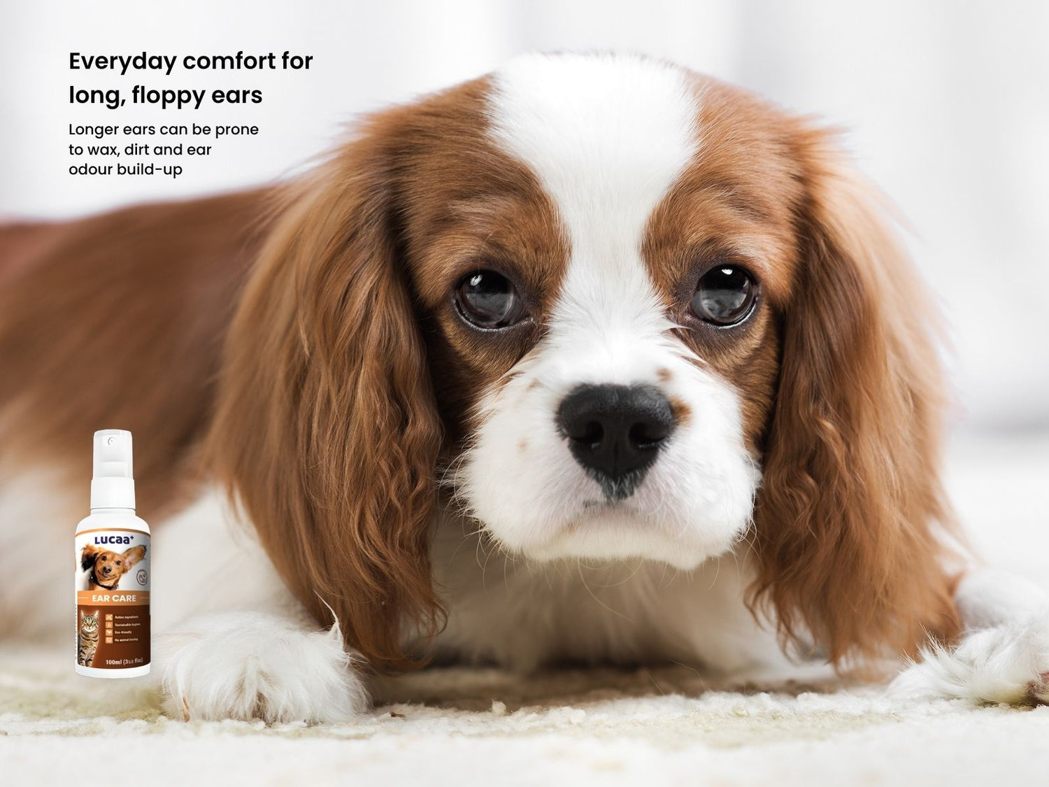 Cavalier King Charles Spaniel beside LUCAA+ Probiotic Ear Care dog ear cleaner spray for floppy ear hygiene and comfort