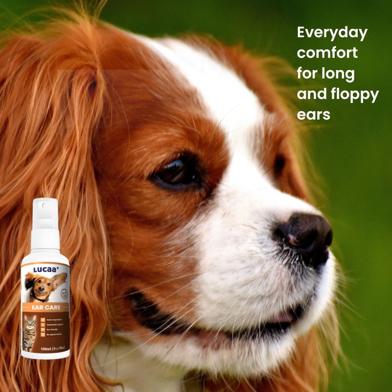 Cavalier King Charles Spaniel beside LUCAA+ Probiotic Ear Care dog ear cleaner spray for long and floppy ears