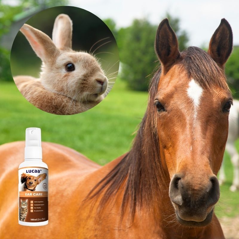 Horse and rabbit beside LUCAA+ Probiotic Ear Care spray suitable for horses, rabbits and other animals