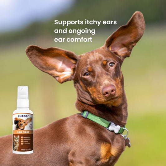 Dog with head tilted beside LUCAA+ Probiotic Ear Care representing itchy ears, ear hygiene and ongoing ear comfort