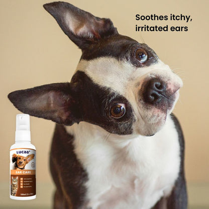Dog with head tilted beside LUCAA+ Probiotic Ear Care dog ear cleaner spray for itchy, irritated ears and ear comfort