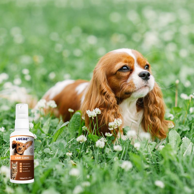 Cavalier King Charles Spaniel beside LUCAA+ Probiotic Ear Care spray supporting ear comfort during pollen season