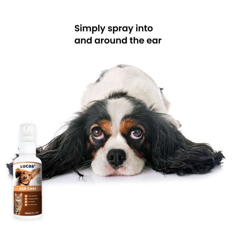 Cavalier King Charles Spaniel beside LUCAA+ Probiotic Ear Care dog ear cleaner spray showing simple ear spray application