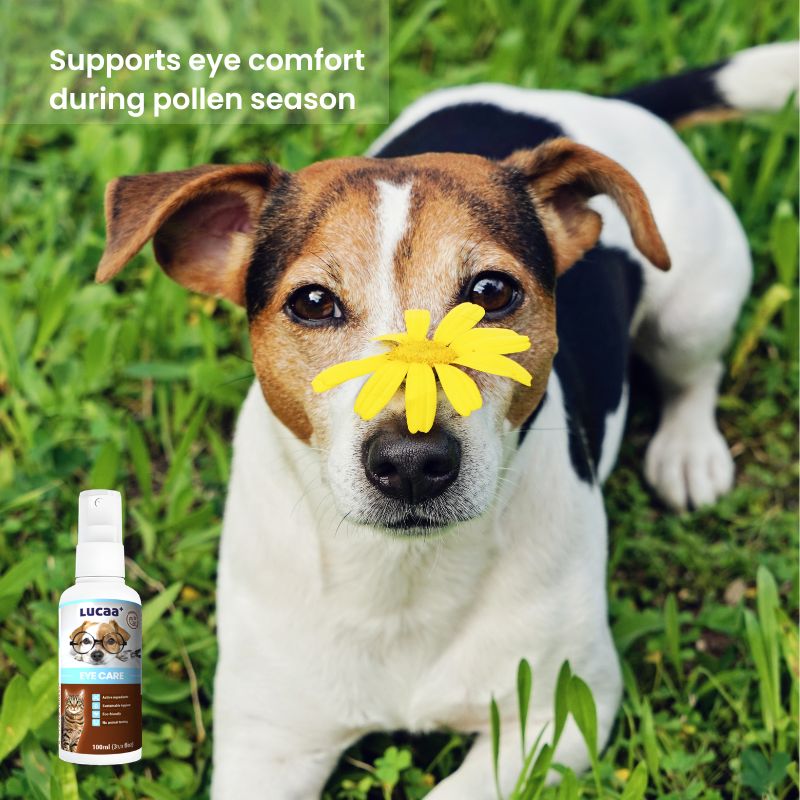 Dog outdoors during pollen season representing watery sensitive eyes and outdoor allergen exposure