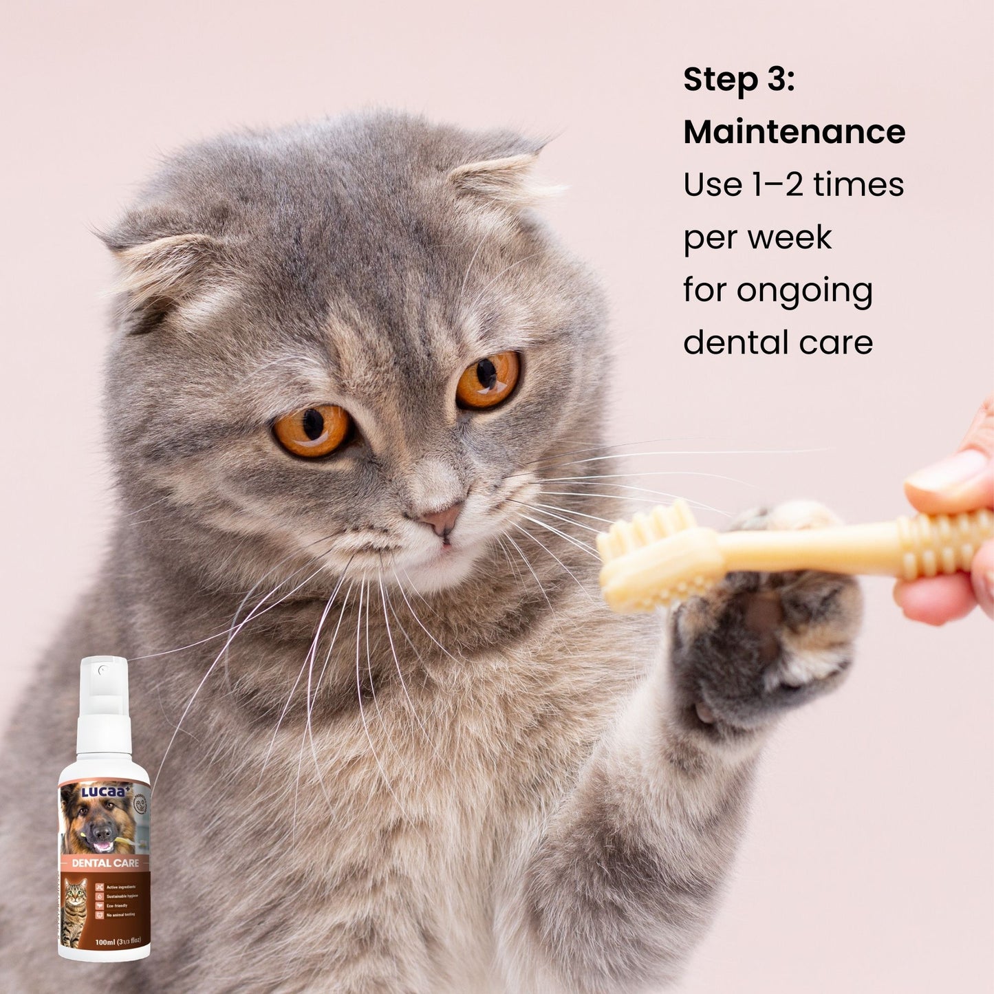 Cat dental care routine showing weekly probiotic dental spray maintenance for pets