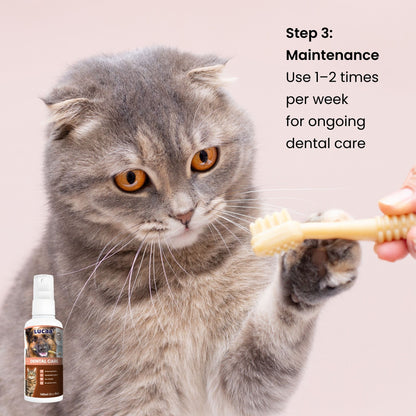 Cat dental care routine showing weekly probiotic dental spray maintenance for pets