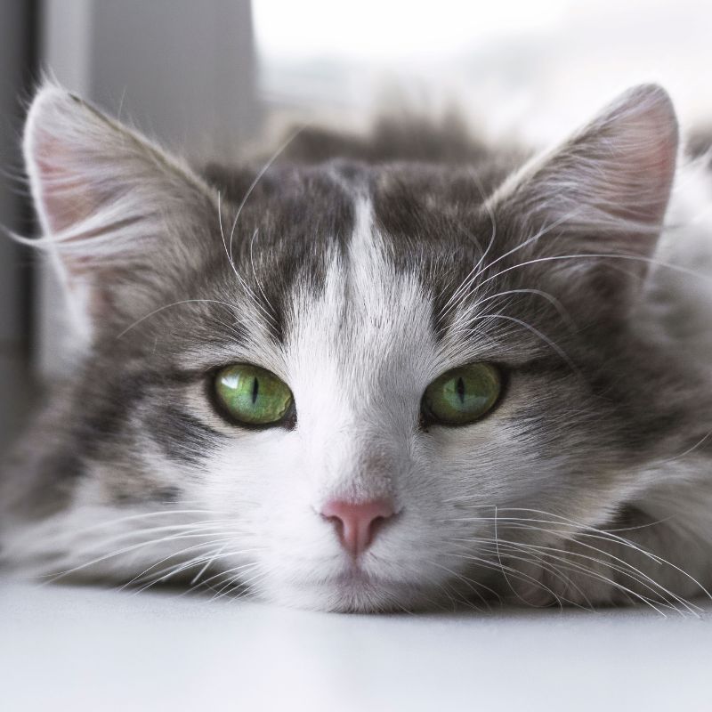 Cat with clear healthy eyes representing benefits of probiotic eye cleaner for cats hygiene support