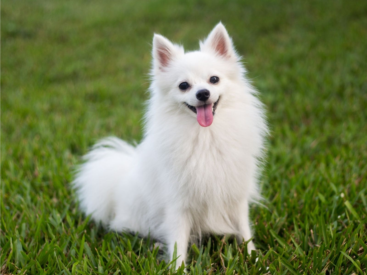 White dog with bright healthy eyes representing probiotic pet eye care for reducing dog tear stains