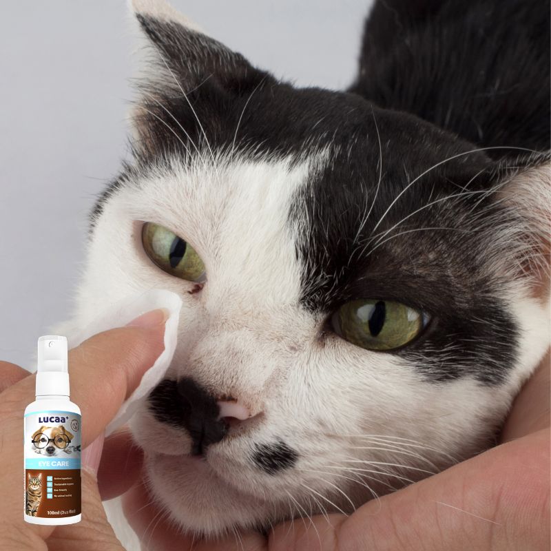 Applying probiotic pet eye care with a cotton pad to gently clean around a cat’s eye