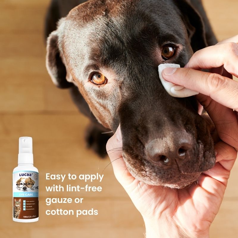 Applying LUCAA+ Probiotic Eye Care using a cotton pad around a dog’s eyes to remove crusts and debris