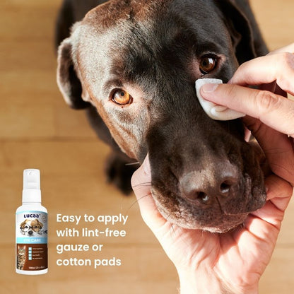 Applying LUCAA+ Probiotic Eye Care using a cotton pad around a dog’s eyes to remove crusts and debris