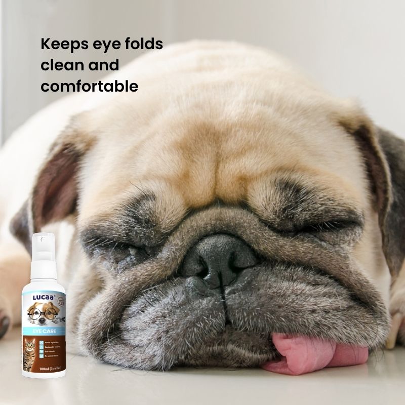 Flat-faced dog with eye fold irritation and tear stain build-up around the eyes