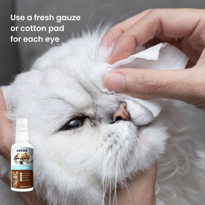 Using fresh gauze to clean around a cat’s eye during probiotic pet eye care for itchy, sensitive eyes