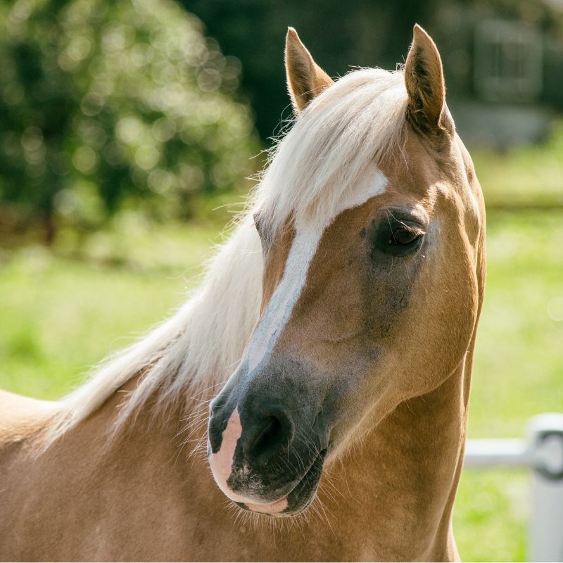 Horse with healthy eyes representing gentle probiotic eye care and eye hygiene 