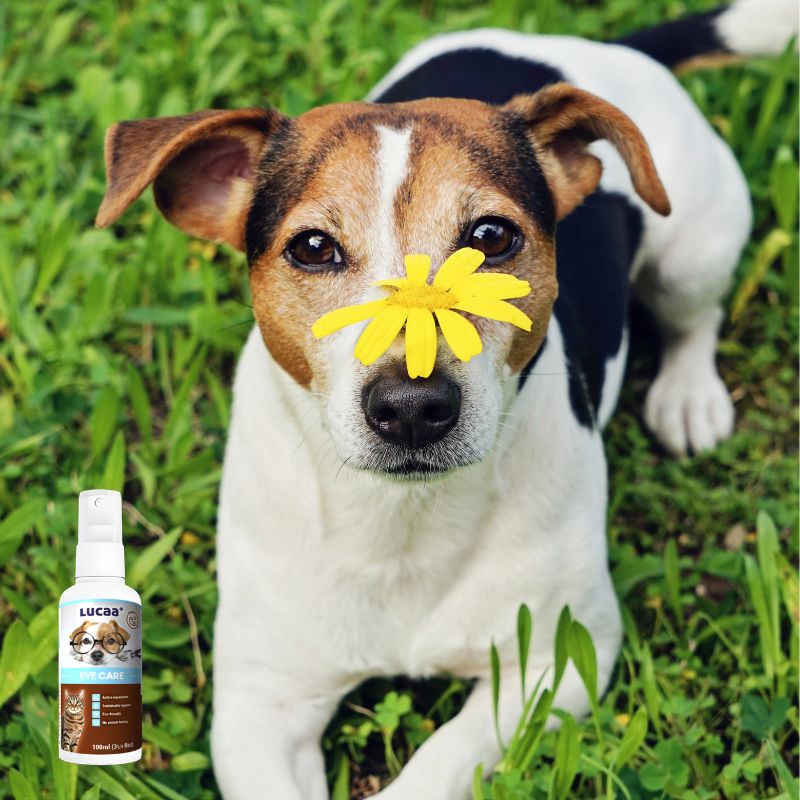Dog outdoors in grass beside LUCAA+ Probiotic Eye Care for pollen and itchy eye support