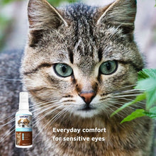 Cat with bright clear eyes beside LUCAA+ Probiotic Eye cleaner spray for cats and dogs