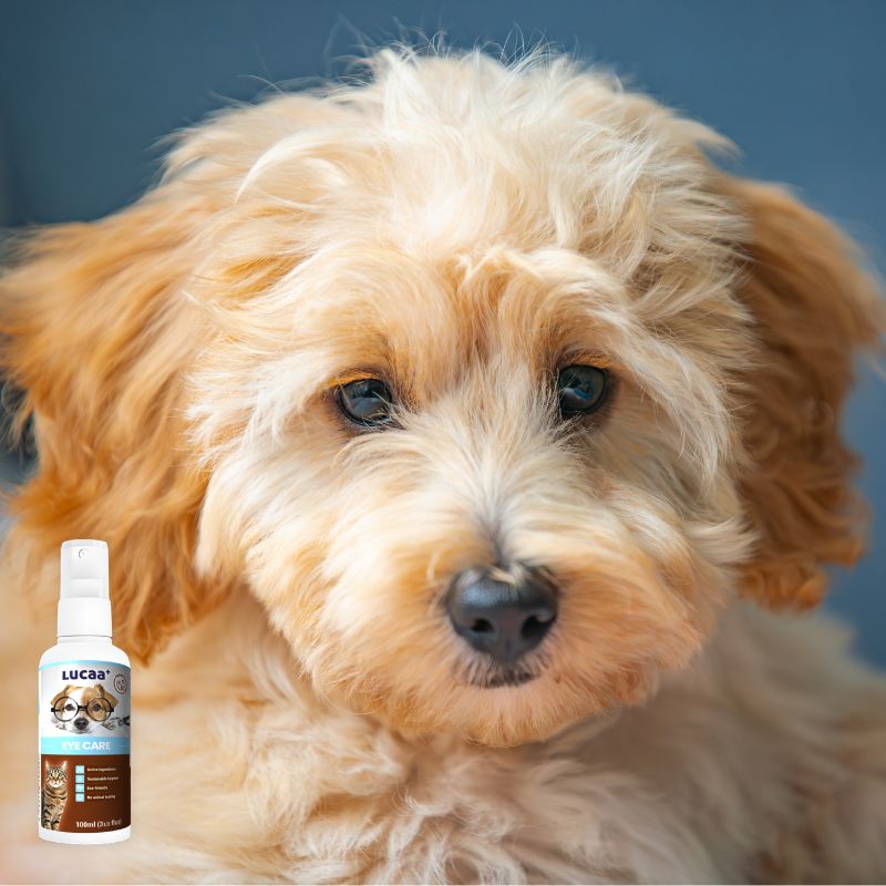 Puppy with watery sensitive eyes beside LUCAA+ Probiotic Eye Care spray for daily dog eye care