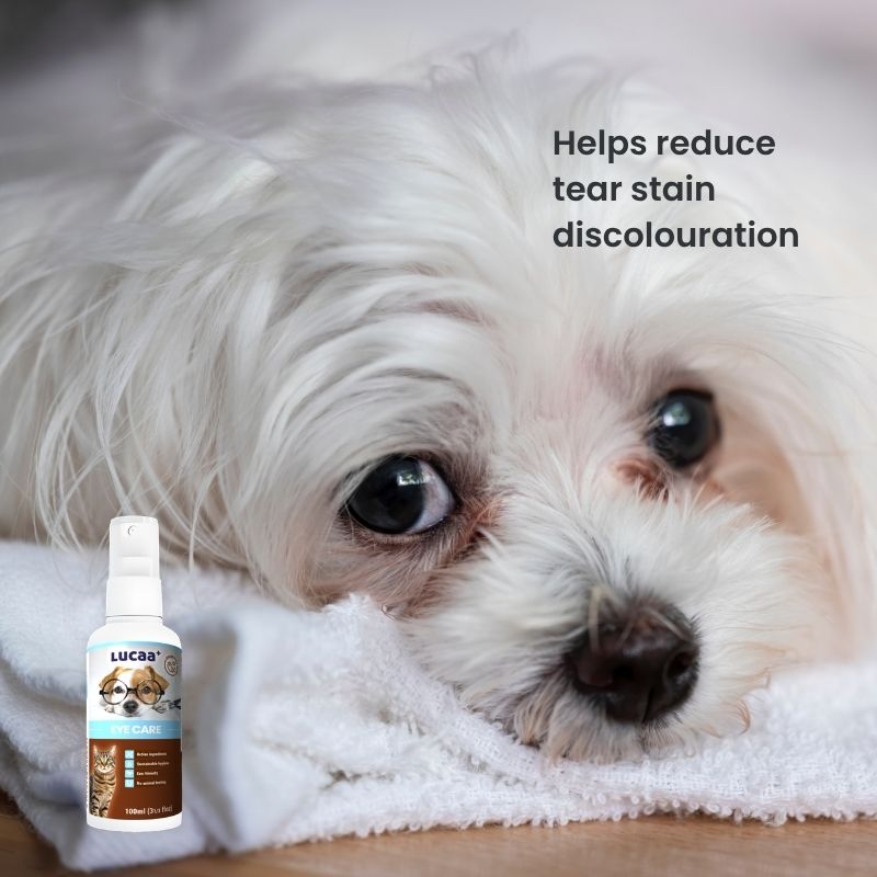 White dog with tear stain discolouration beside LUCAA+ Probiotic Eye Care spray