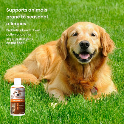 Probiotic shampoo for dogs with seasonal allergies