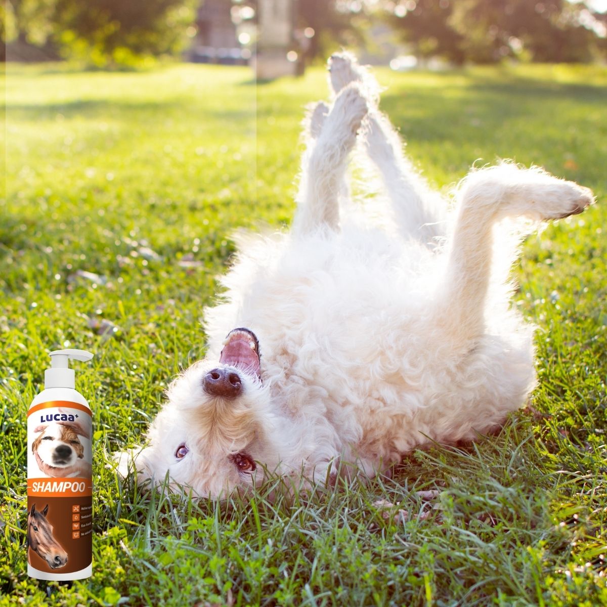 Probiotic shampoo for dogs prone to seasonal allergies