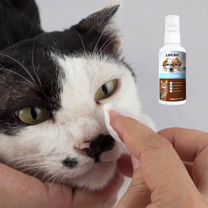 pet owner gently cleaning cat eye as part of probiotic pet eye care routine