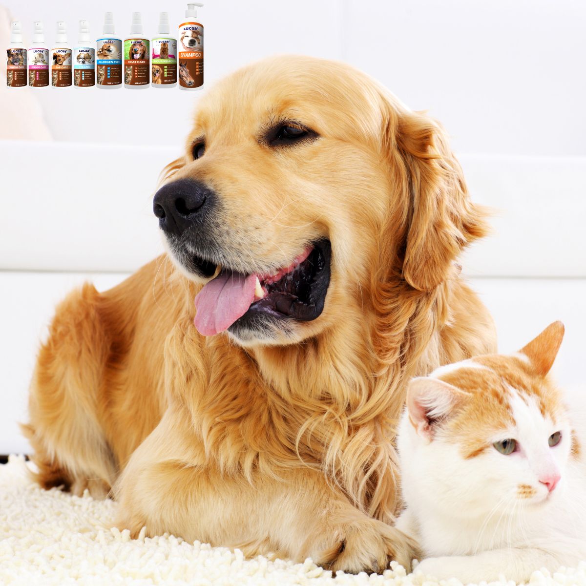 Pet probiotic product range displayed above a relaxed dog and cat, showing what probiotics are for pets