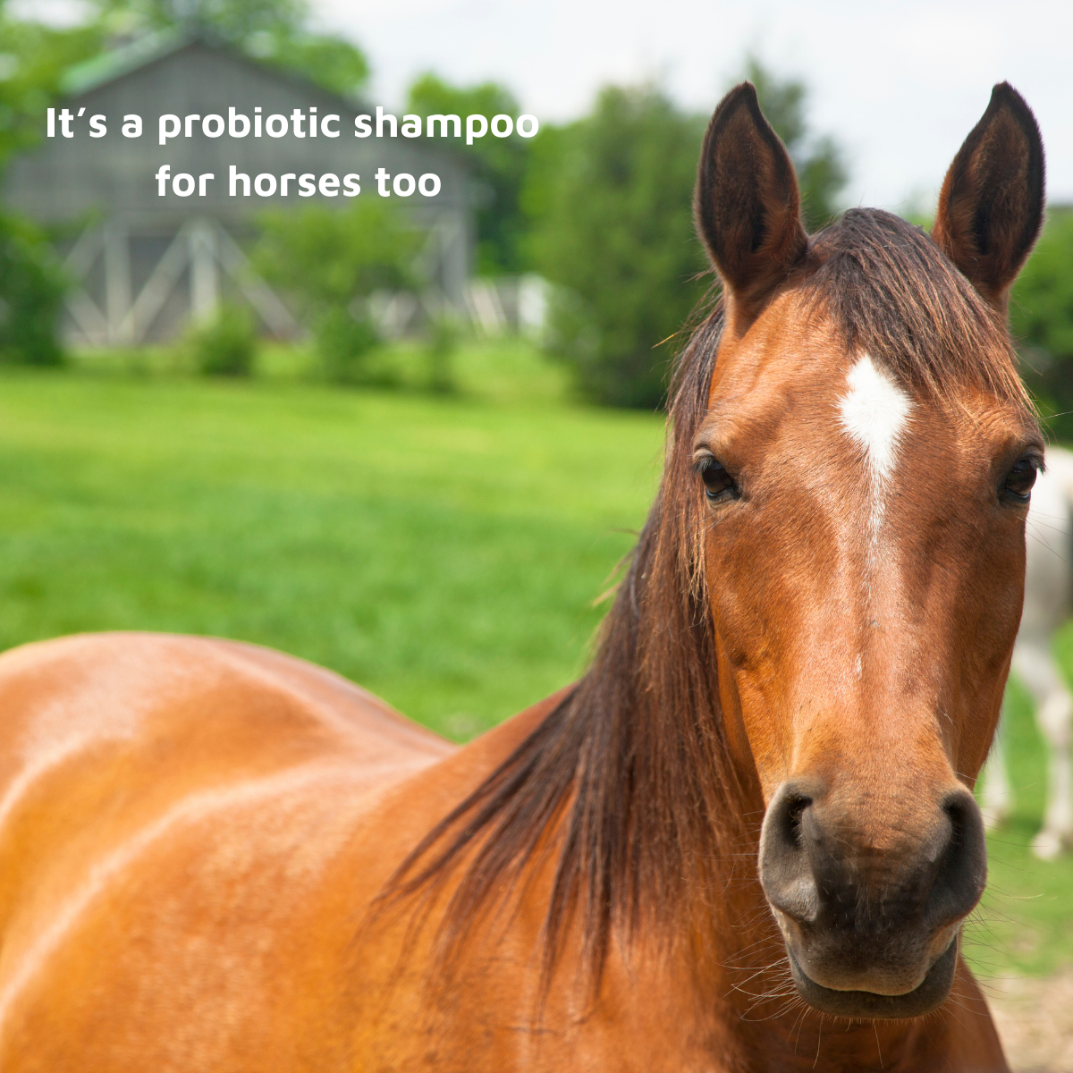 Pet Probiotic Shampoo