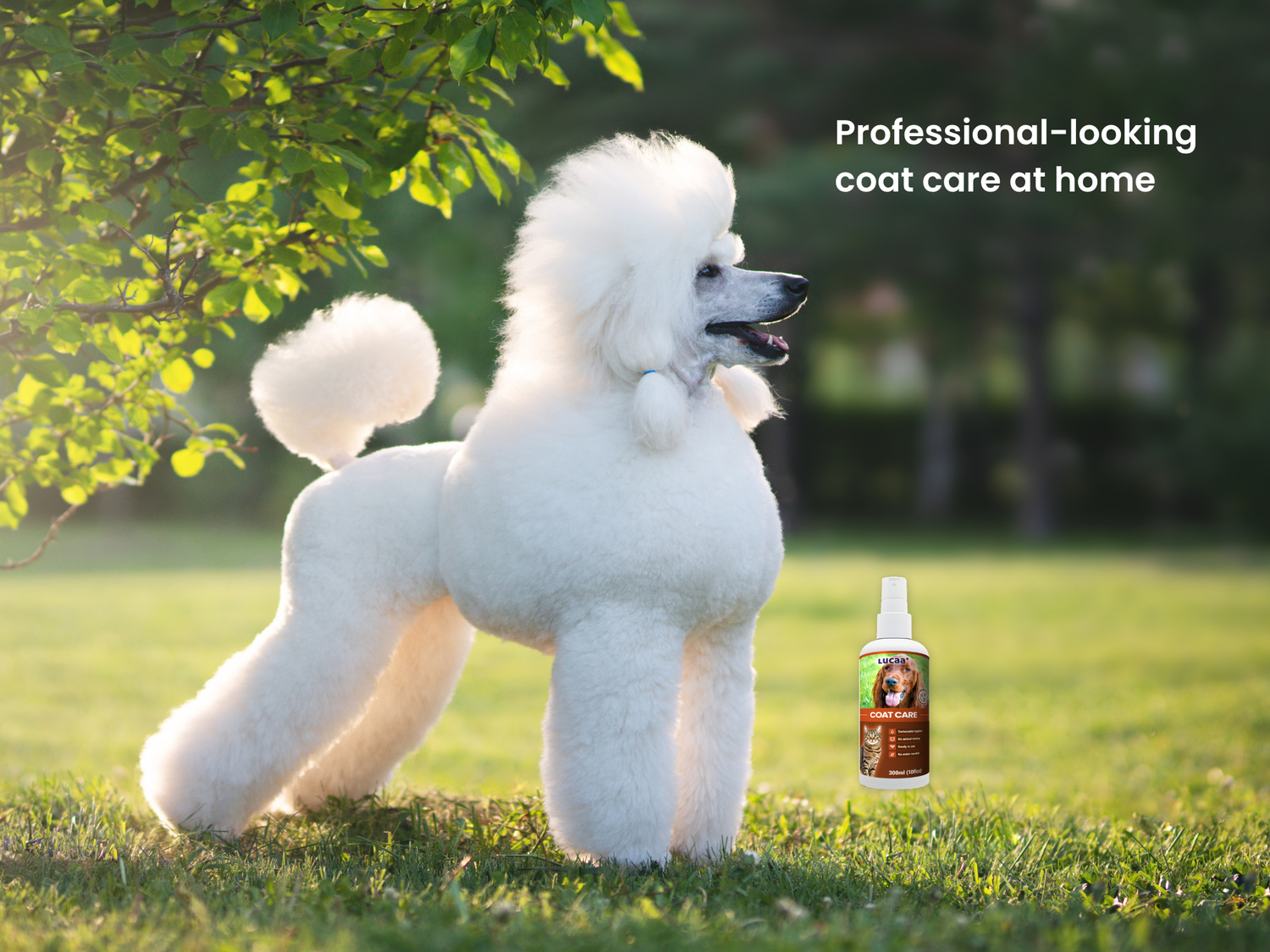 White poodle with healthy-looking groomed coat on LUCAA+ Probiotic Coat Care product page