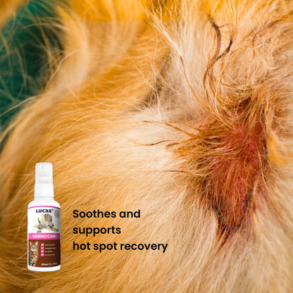 LUCAA+ Probiotic Dermo Care spray supporting hot spot recovery in dogs