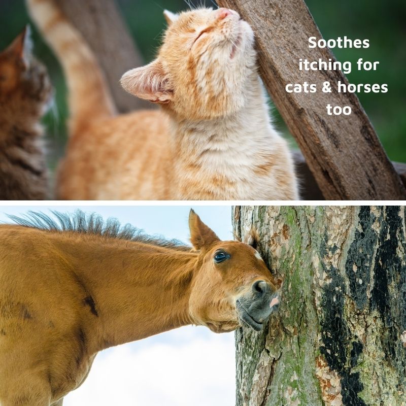 pet allergy prevention spray