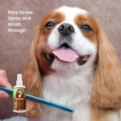 Dog grooming supported by LUCAA+ Probiotic Coat Care spray for easier brushing and smoother coats