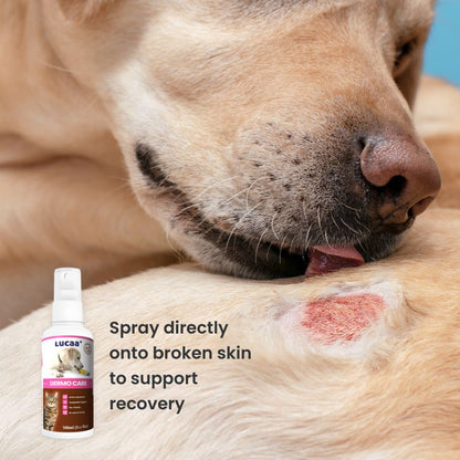 LUCAA+ Probiotic Dermo Care spray applied to broken skin on a dog to support recovery