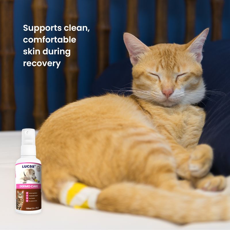 Cat with a bandaged leg beside LUCAA+ Probiotic Dermo Care spray for faster minor wound recovery